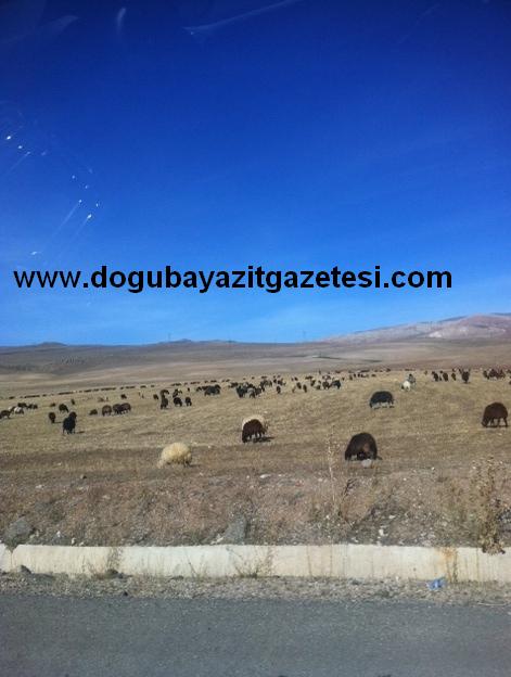 Hayvanlar Halen Yayılıyor