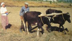 Karasaban tarih oldu