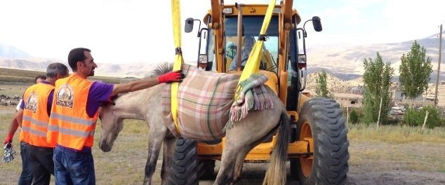 DOĞUBAYAZIT`TA AT KURTARMA OPERASYONU