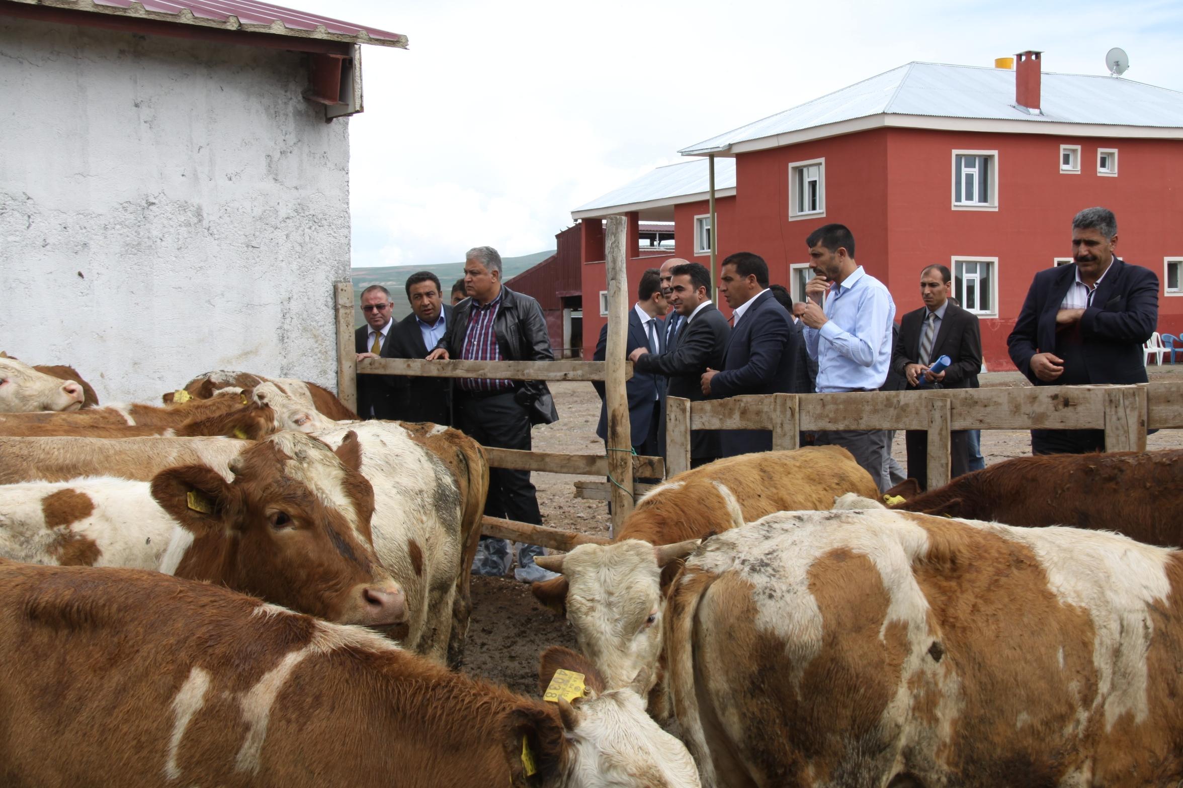 Ağrı Valisi Tekinarslan`ın Dedeli Beldesi Ziyareti
