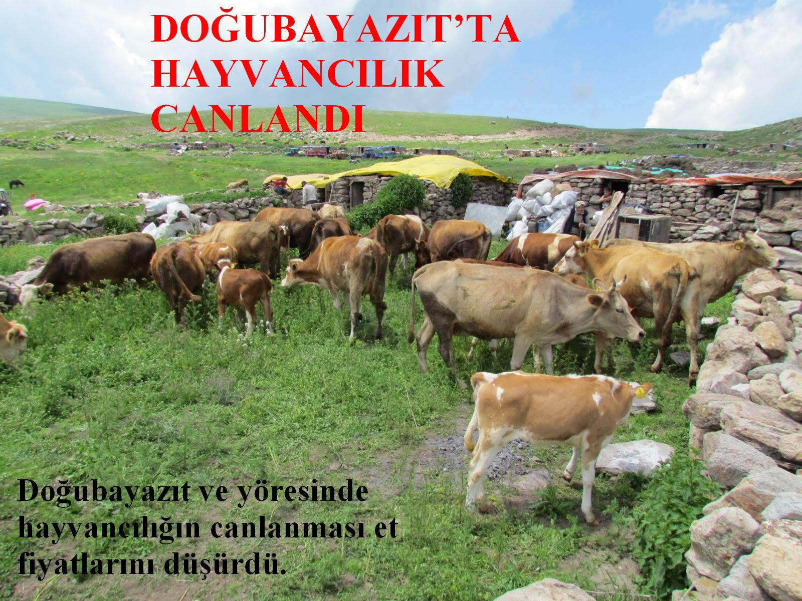 DOĞUBAYAZIT`TA HAYVANCILIK CANLANDI