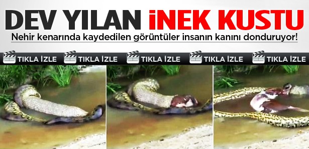 Dev Anakonda İnek Kustu