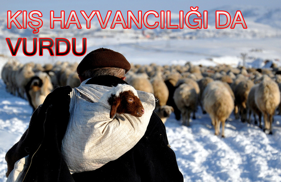 Ağır kış şartlarının yaşandığı Doğubayazıt`ta hayvancılık