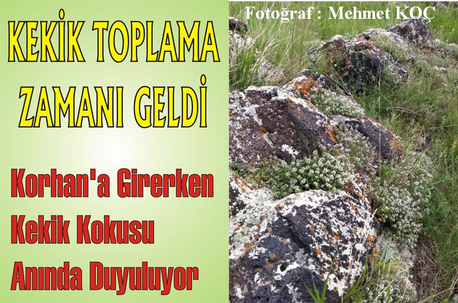 Kayalıklardaki Kekik Bir Başka Güzel