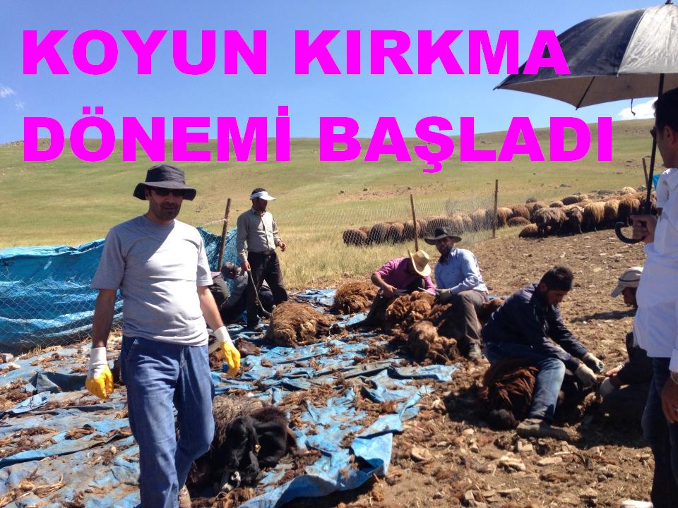 KOYUN KIRKMA DÖNEMİ BAŞLADI