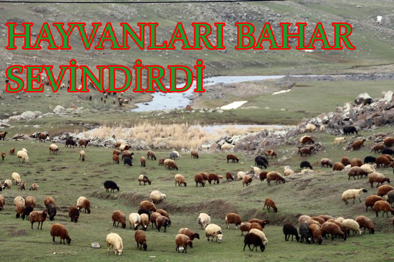 HAYVANLARI BAHAR SEVİNDİRDİ