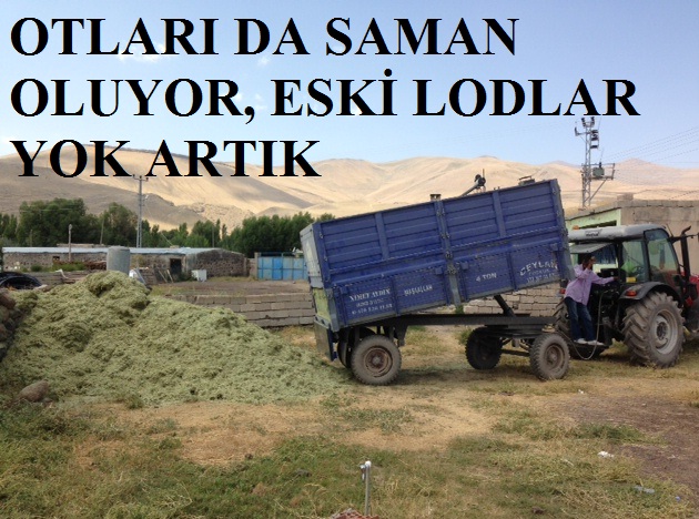 Sazlık Kamışları da Samana Dönüştürülüyor