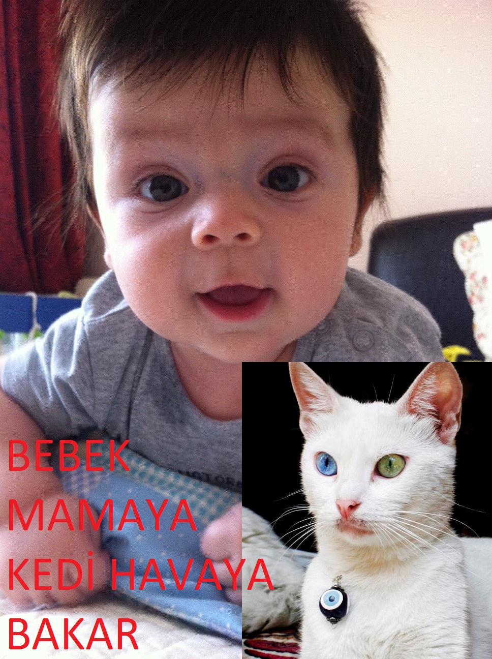 BEBEK MAMAYA KEDİ HAVAYA BAKAR