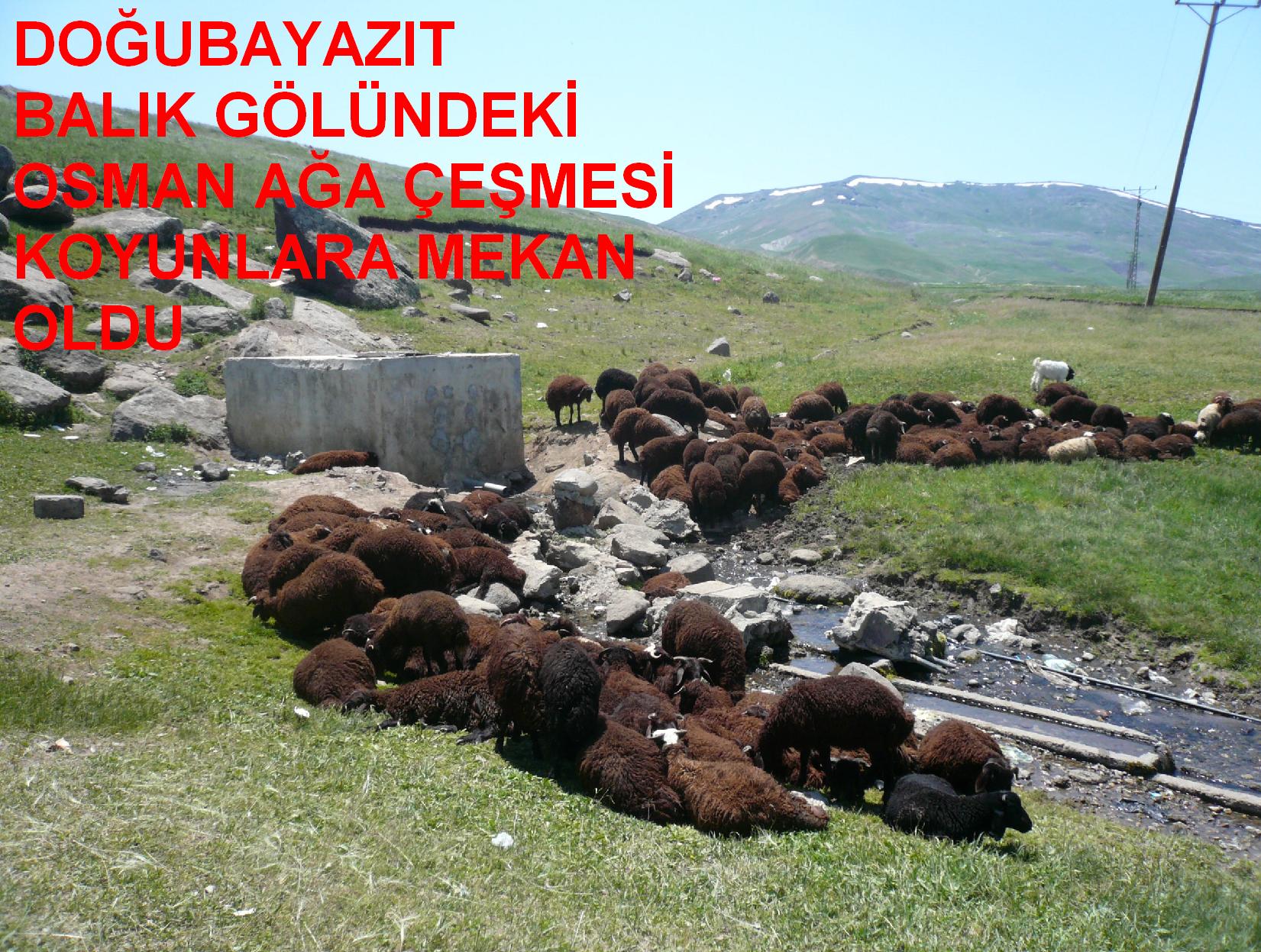 OSMAN AĞA ÇEŞMESİ KOYUNLARA MEKAN OLDU