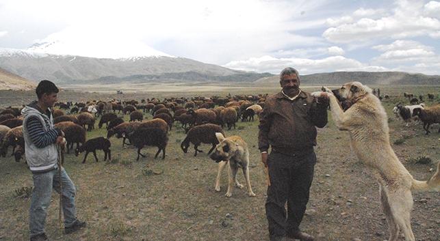 Yaylara yolculuk başladı