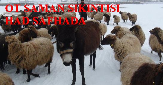 OT SAMAN SIKINTISI HAD SAFHADA