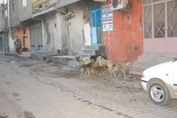 Köpekler Korku Salıyor 