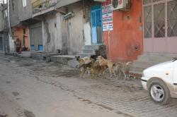 Köpekler Sürüyle Geziyor